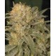 Bubble Gum Serious Seeds regular