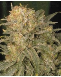 Bubble Gum Serious Seeds regular