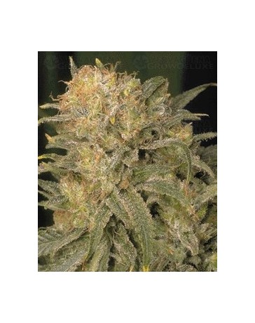 Bubble Gum Serious Seeds regular