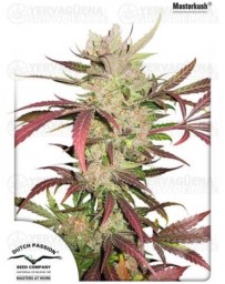 Master Kush Dutch Passion Outlet