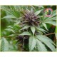 Sweet Purple Paradise Seeds