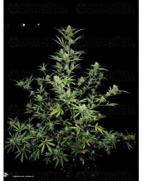 Sour Ryder S1 ASB Auto Xtreme Seeds