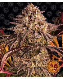 Blue Sunset Sherbert Barney's Farm