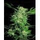 Big Bud Sensi Seeds