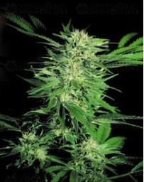 Big Bud Sensi Seeds