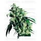 Super Skunk Sensi Seeds