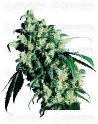 Super Skunk Sensi Seeds