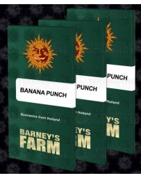 Banana Punch Barney's Farm