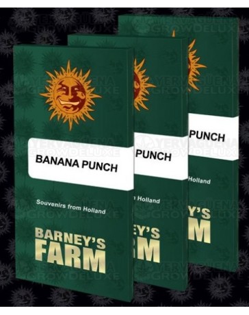 Banana Punch Barney's Farm