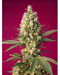Skywalker OG Runtz XL Auto SWEET SEEDS