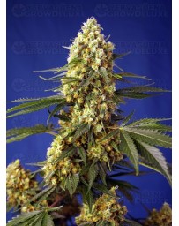 Strawberry Banana Gelato XL Auto SWEET SEEDS