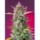 Gorilla Sherbet F1 Fast Version SEET SEEDS