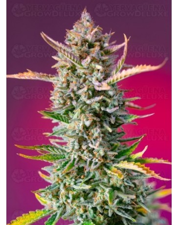 Gorilla Sherbet F1 Fast Version SEET SEEDS