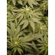 Banana Blaze Dutch Passion