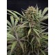 CBD Compassion Dutch Passion