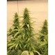 THC-Victory DUTCH PASSION