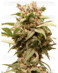 Auto CBG-Force DUTCH PASSION