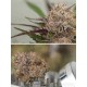 Auto Mimosa Punch DUTCH PASSION
