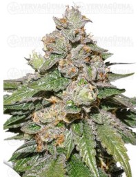  Auto Mokum's Tulip DUTCH PASSION