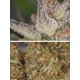 Auto Trichome & Cream DUTCH PASSION