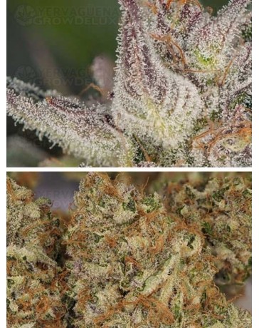 Auto Trichome & Cream DUTCH PASSION