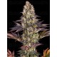 Gelato #45 BARNEY´S FARM