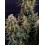 Strawberry Cheesecake Auto BARNEY´S FARM