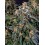 Strawberry Cheesecake Auto BARNEY´S FARM