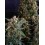 Strawberry Cheesecake Auto BARNEY´S FARM