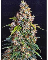 Strawberry Cheesecake Auto BARNEY´S FARM