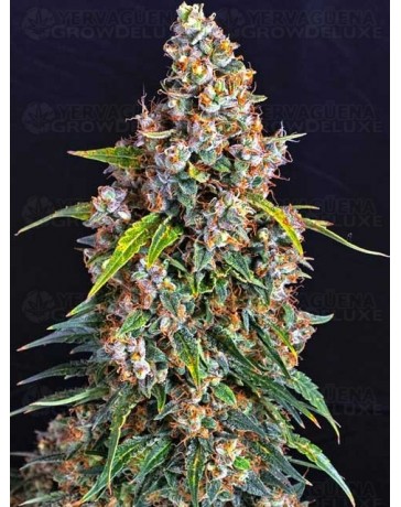 Strawberry Cheesecake Auto BARNEY´S FARM