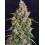Strawberry Cheesecake Auto BARNEY´S FARM