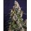 Strawberry Cheesecake Auto BARNEY´S FARM