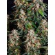 Strawberry Cheesecake Auto BARNEY´S FARM