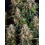 Strawberry Cheesecake Auto BARNEY´S FARM