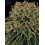 Skywalker OG Auto BARNEY´S FARM