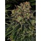 Skywalker OG Auto BARNEY´S FARM