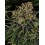 Skywalker OG Auto BARNEY´S FARM