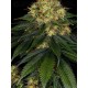 Skywalker OG Auto BARNEY´S FARM