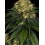 Skywalker OG Auto BARNEY´S FARM