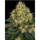 Skywalker OG Auto BARNEY´S FARM