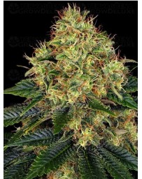 Skywalker OG Auto BARNEY´S FARM