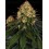 Skywalker OG Auto BARNEY´S FARM