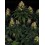 Skywalker OG Auto BARNEY´S FARM