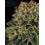 Skywalker OG Auto BARNEY´S FARM