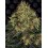 Skywalker OG Auto BARNEY´S FARM