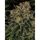 Skywalker OG Auto BARNEY´S FARM