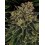Skywalker OG Auto BARNEY´S FARM
