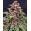 Runz Auto BARNEY´S FARM
