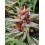 Runz Auto BARNEY´S FARM